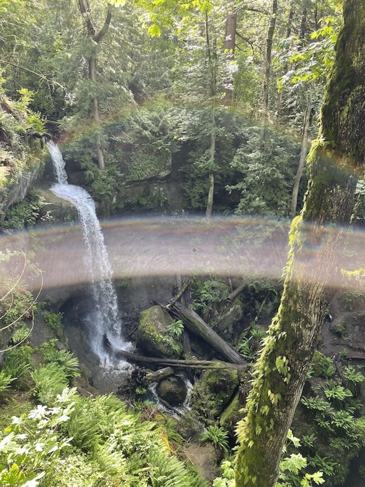 A waterfall in a steep ravine filled with green plants rocks and fallen logs