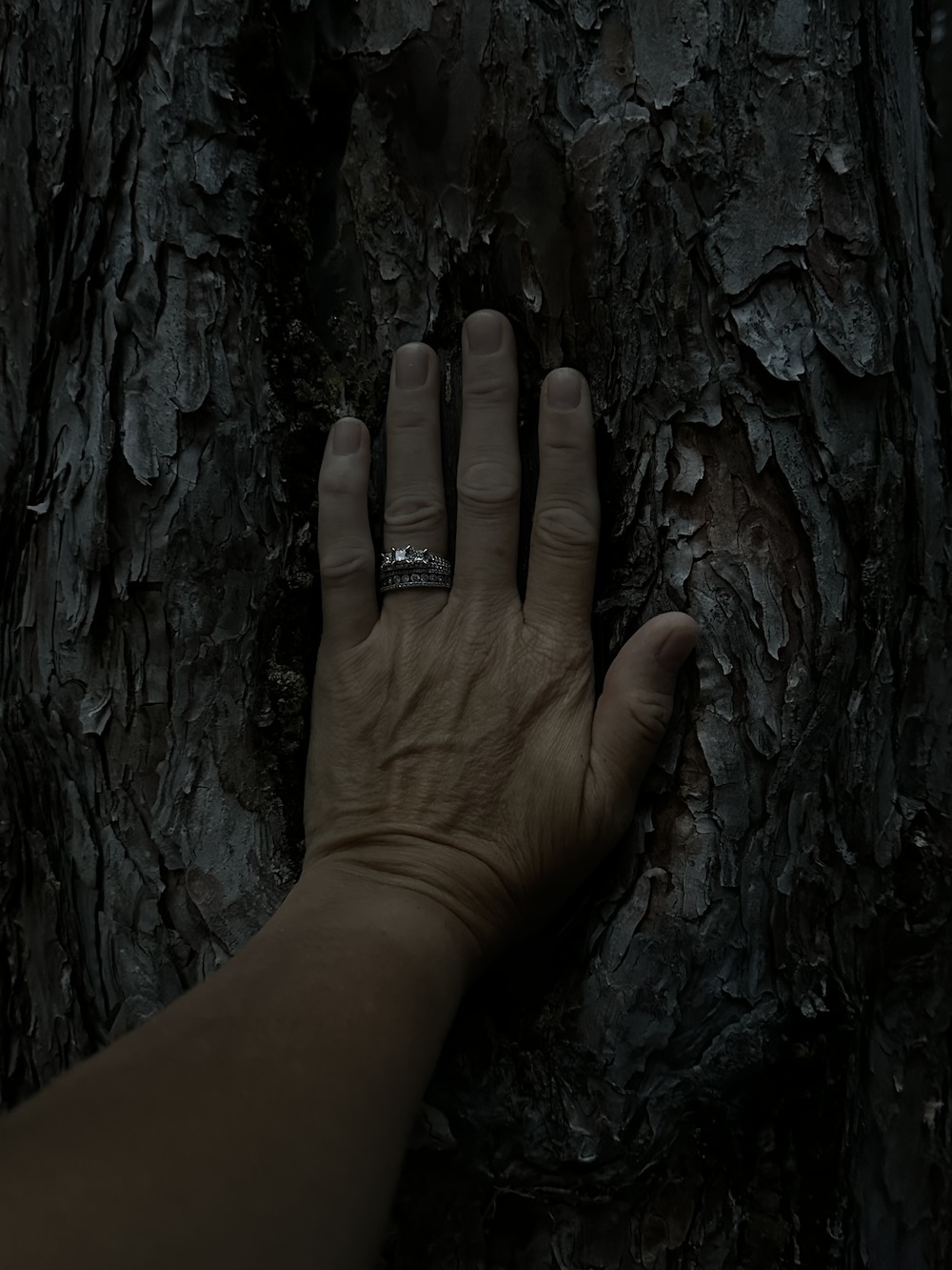 An image of a hand resting in the scar of a branch on a tree trunk