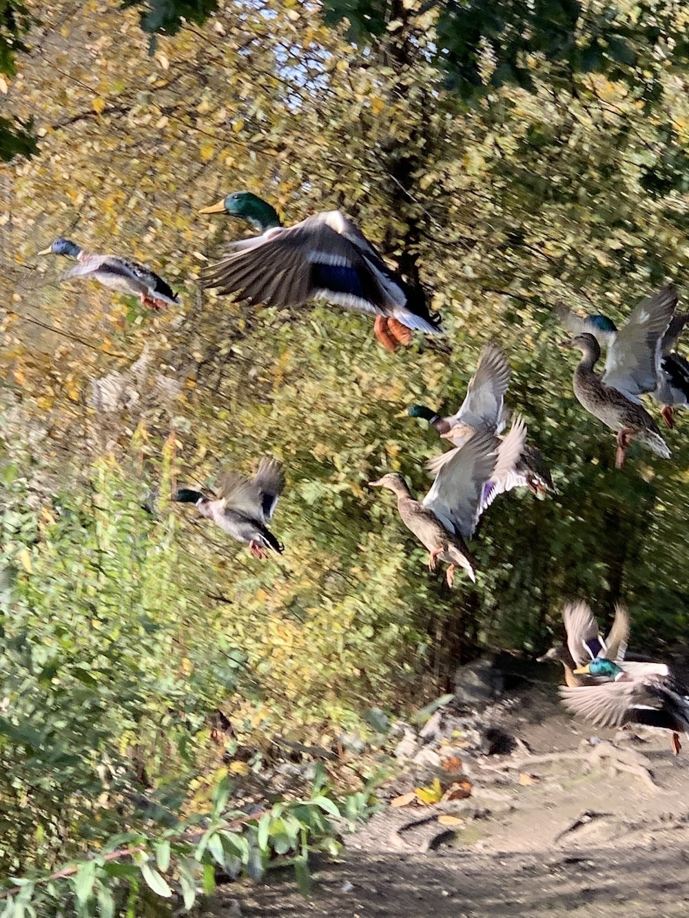 A flock of ducks takes off against a wooded background.