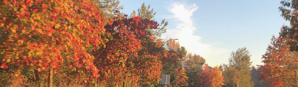 Trees in Autumn